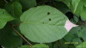 树叶爆料白姨视频,揭秘白姨视频背后的惊人真相