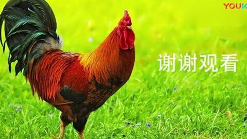 大公鸡视频在线观看,一场视觉盛宴的在线观看体验